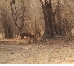 Number of tiger cub increased in Bandhavgarh of Umaria