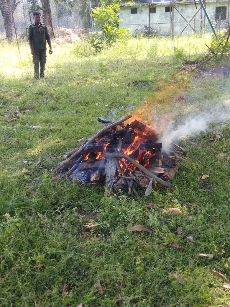 Cremation of both cubs