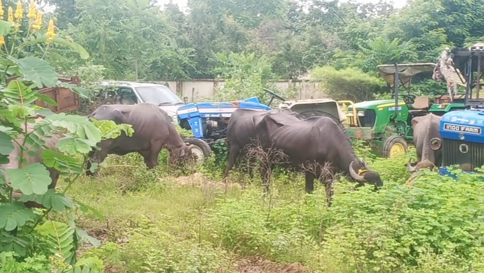 Illegal smuggling pickup vehicles seized