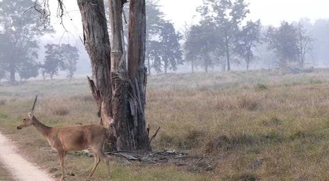 Bandhavgarh National Park