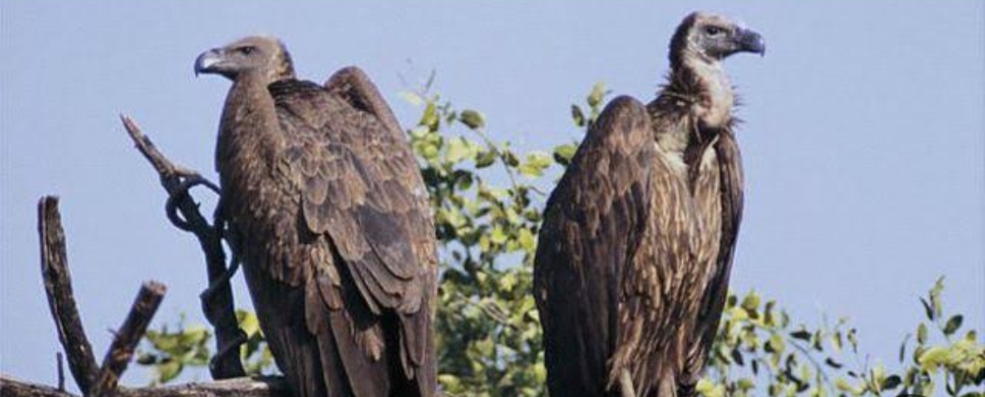 Vultures