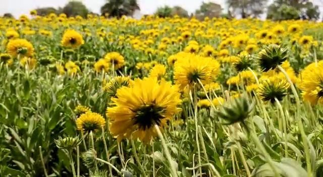 Farmers suffer losses due to floricultur