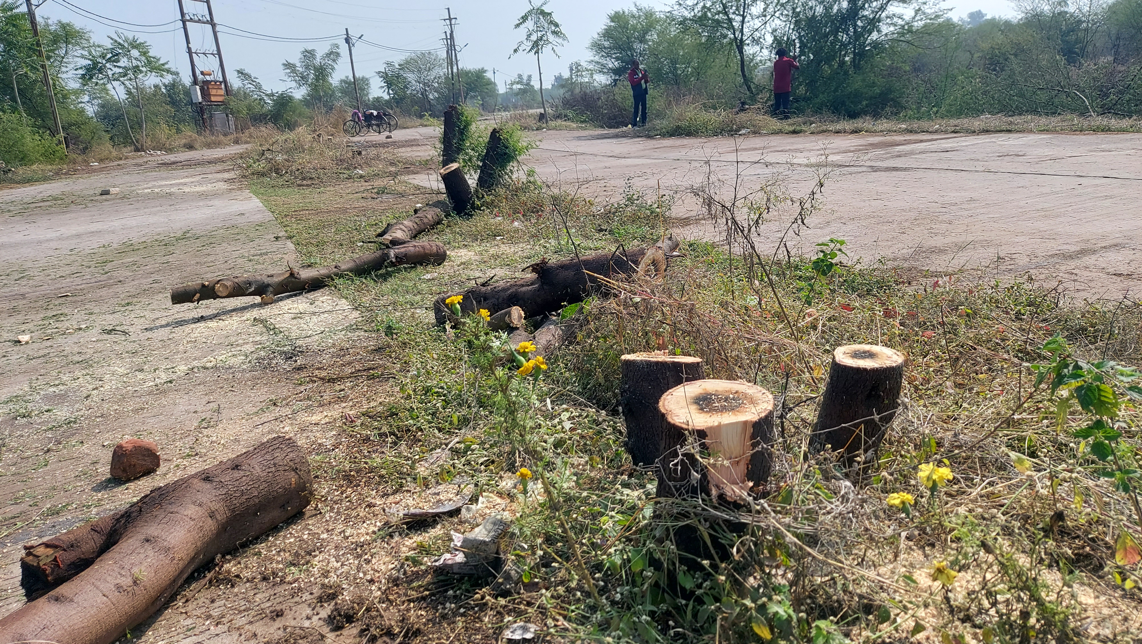 Cut trees in Vidisha mandi