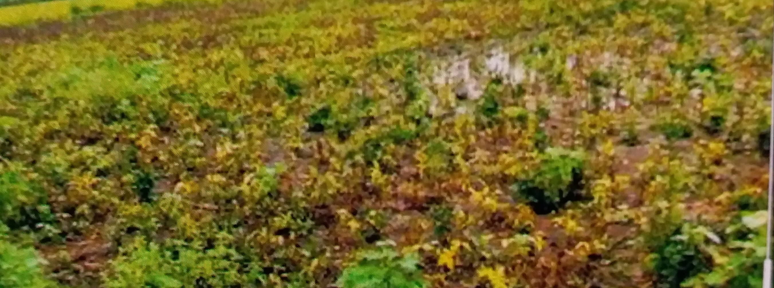 Yellow soybean crop due to lack of rain