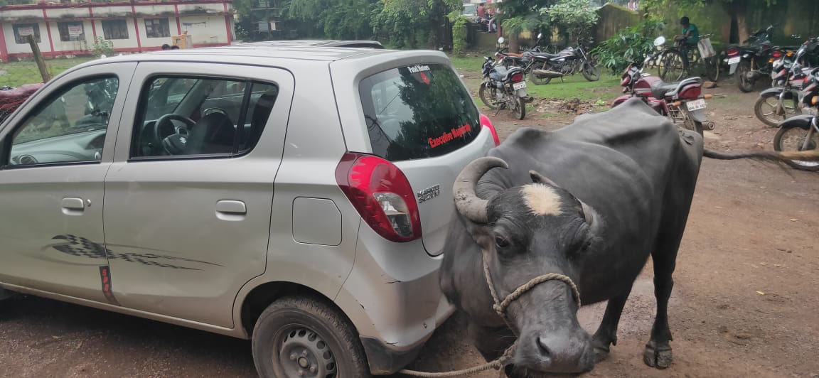 Buffalo tied to Tehsildar's car on bribe in Vidisha's Sironj