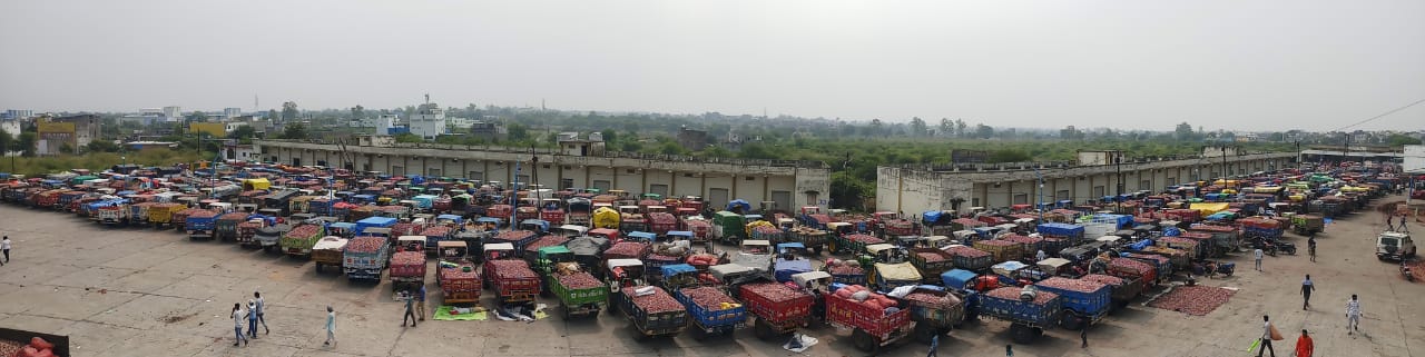 Onion bumper arrival in Ratlam market