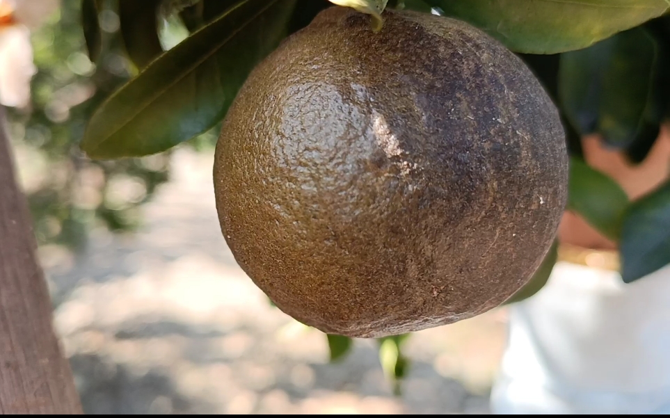 Orange crop destroyed due to seasonal disease in Pandhurna