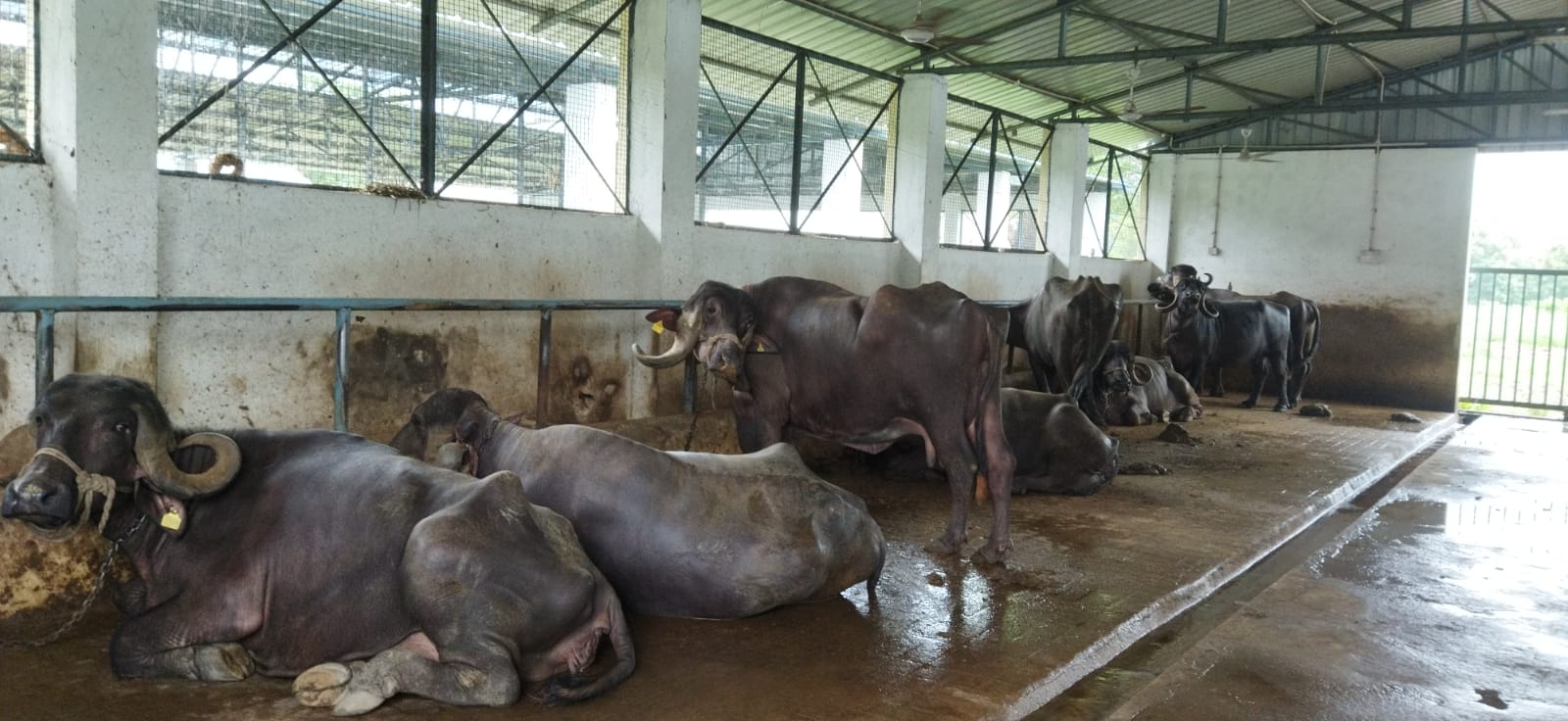 Itarsi Kamdhenu Breeding Center