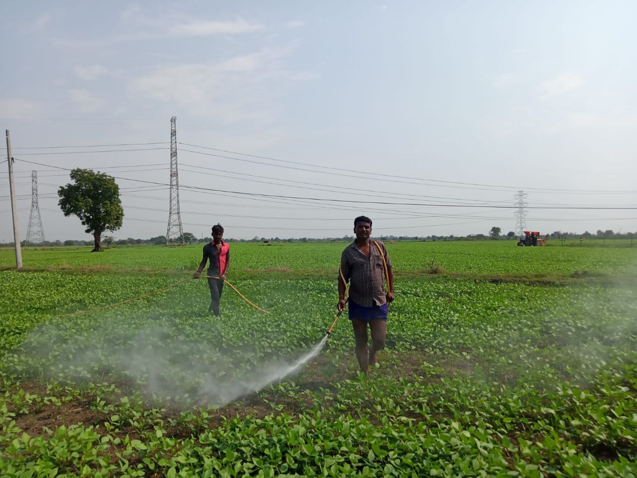 Farmer spraying alcohol in Farm