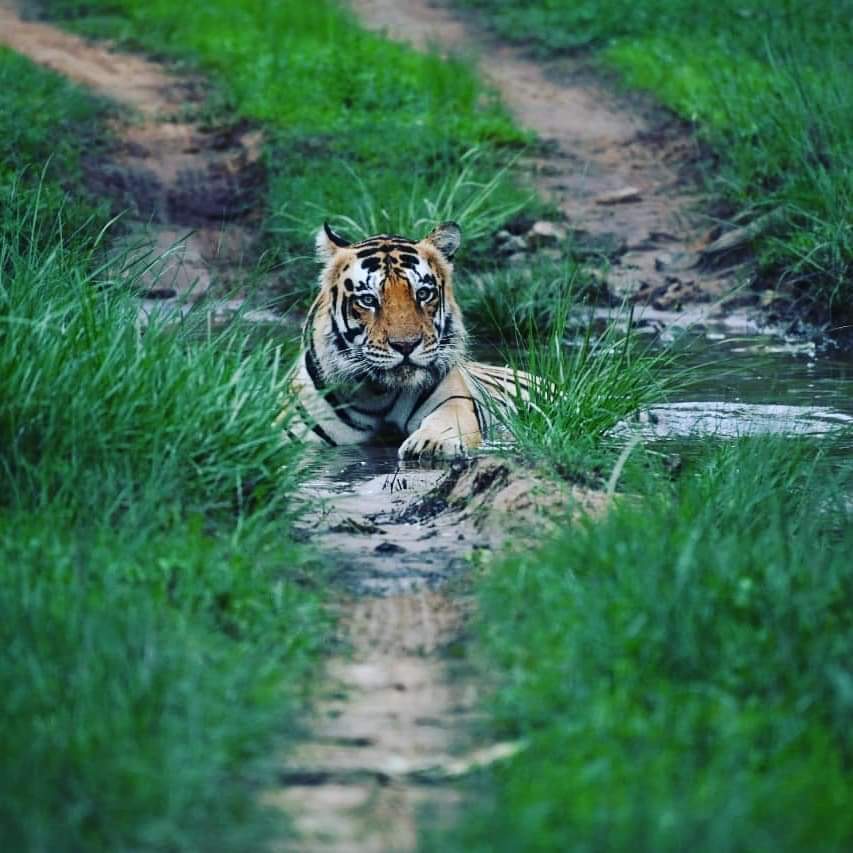 tiger census 2023