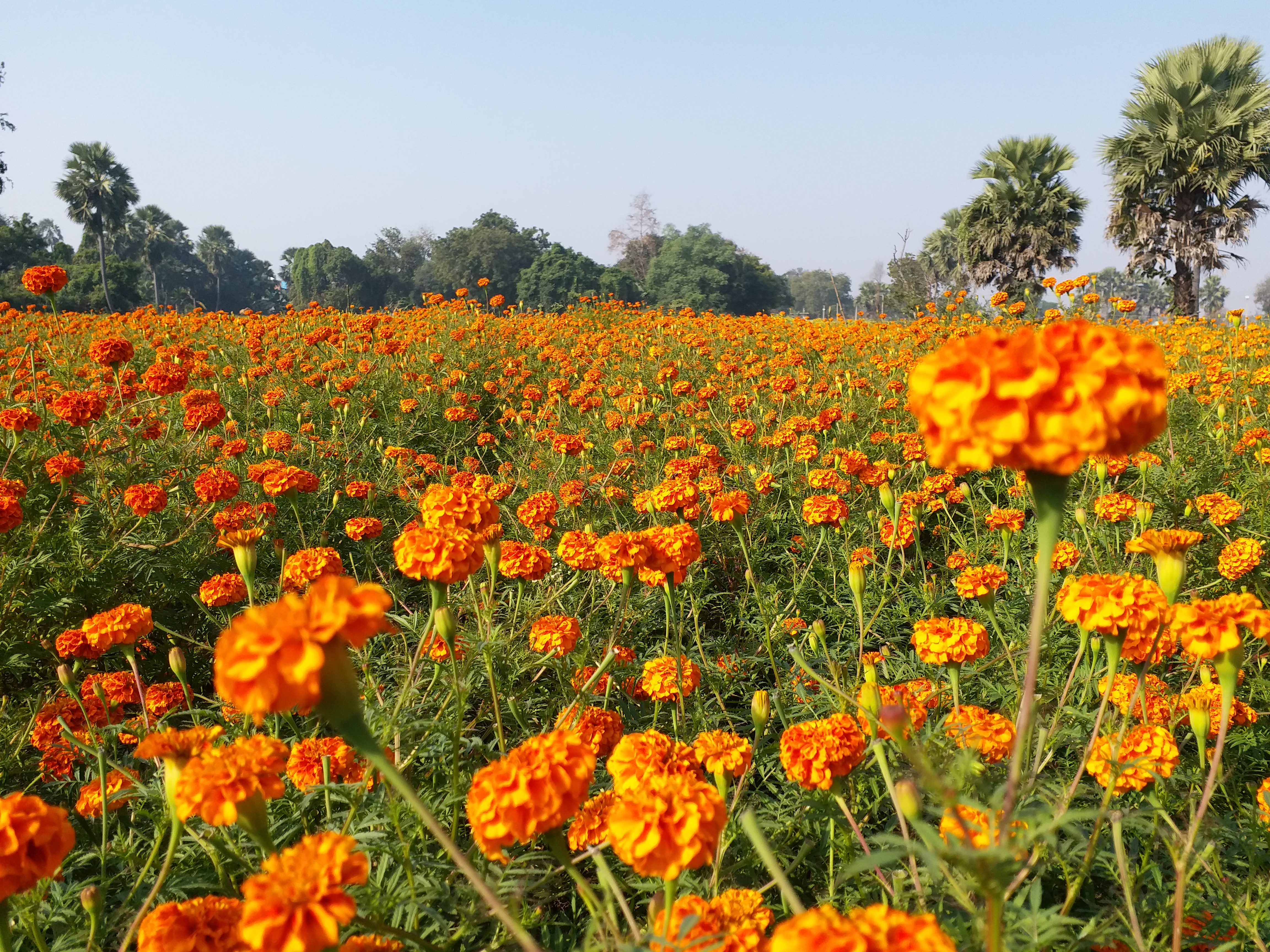 Flower farming