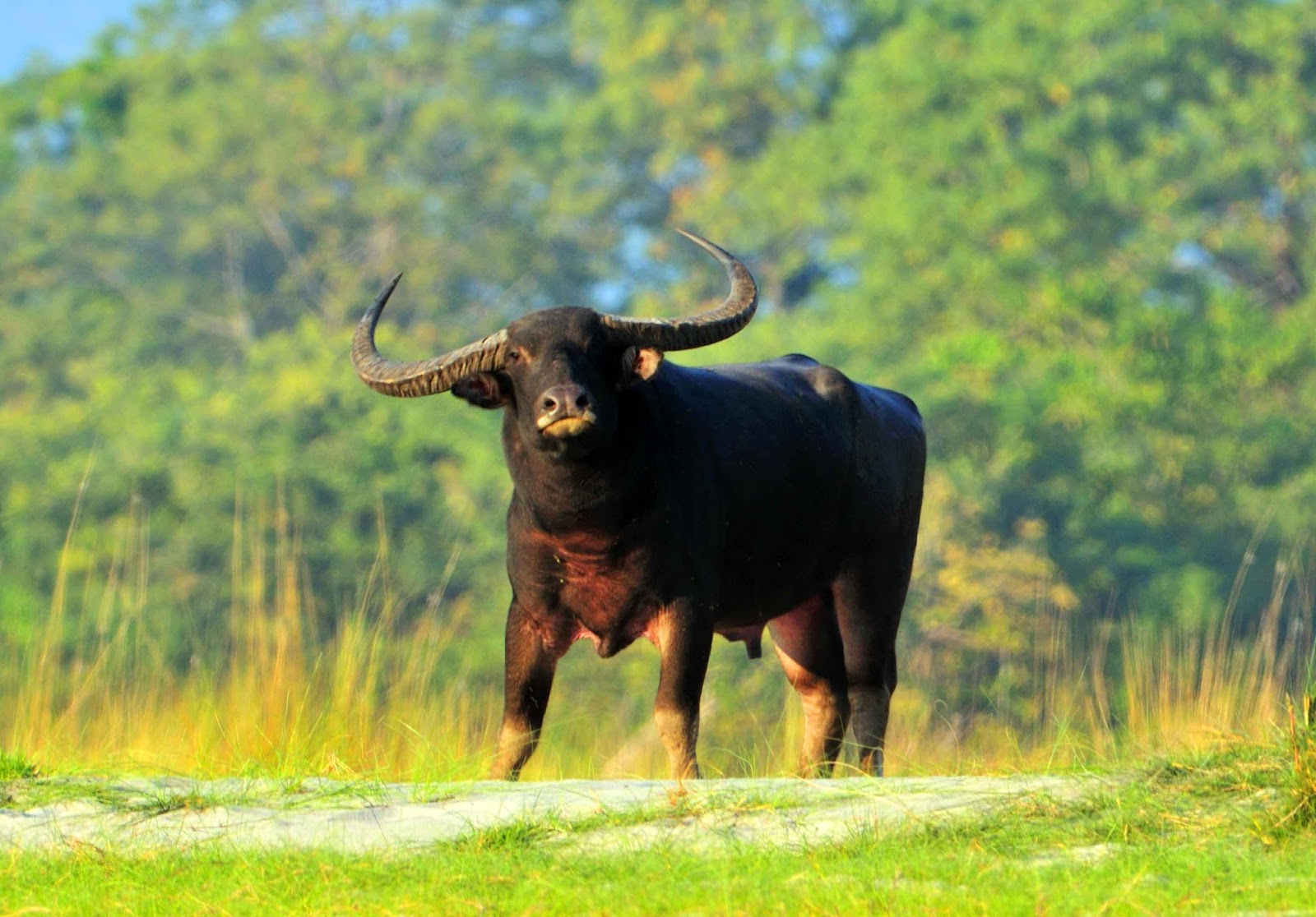 Tradition of Bastar and Gaur Mukut