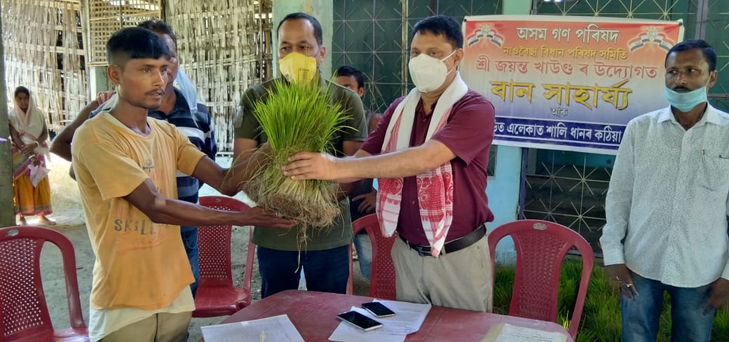 নাওবৈচাৰ বানবিধস্ত কৃষকৰ মাজত  শালি কঠীয়া বিতৰণ