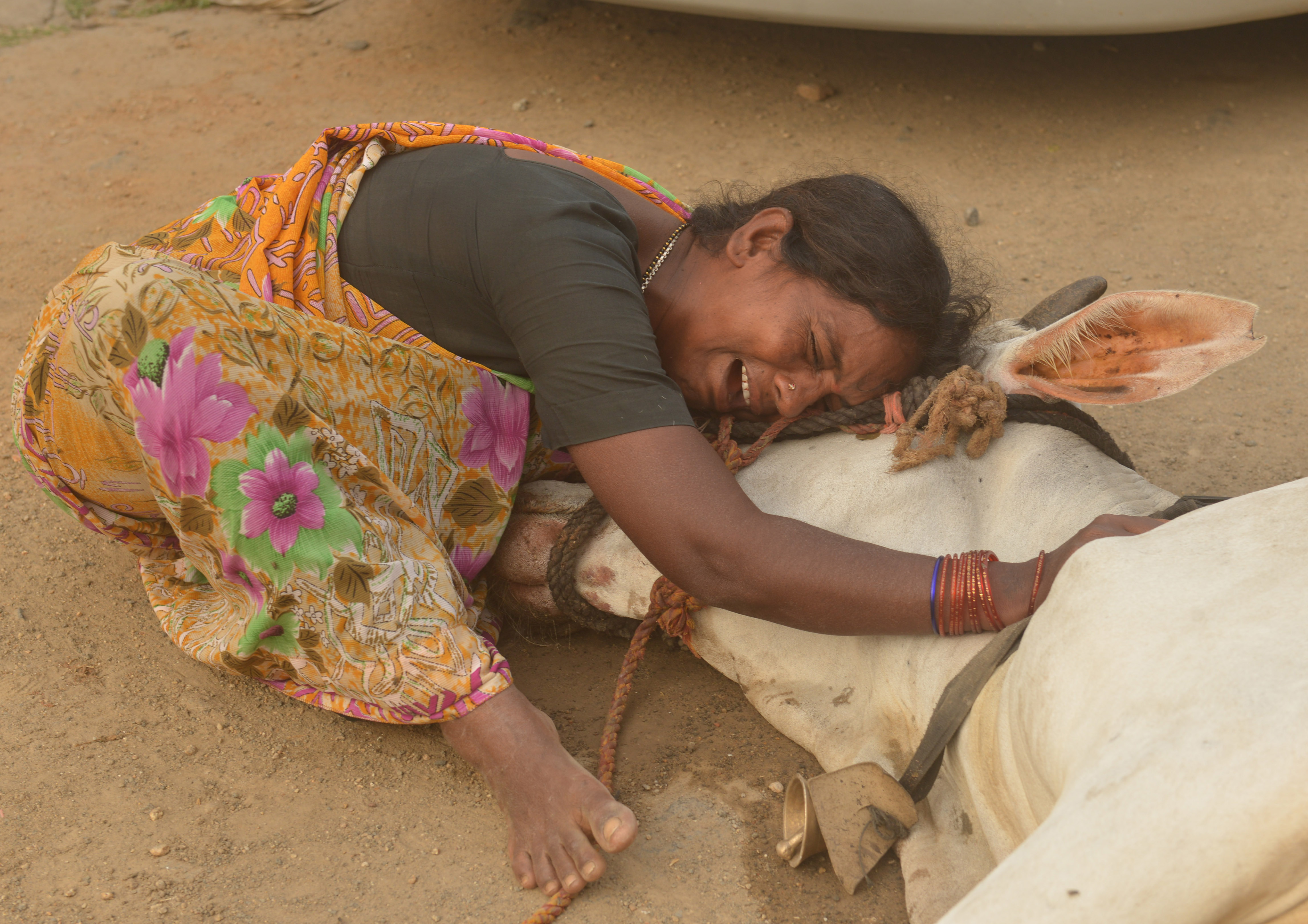 Cow Death in AP