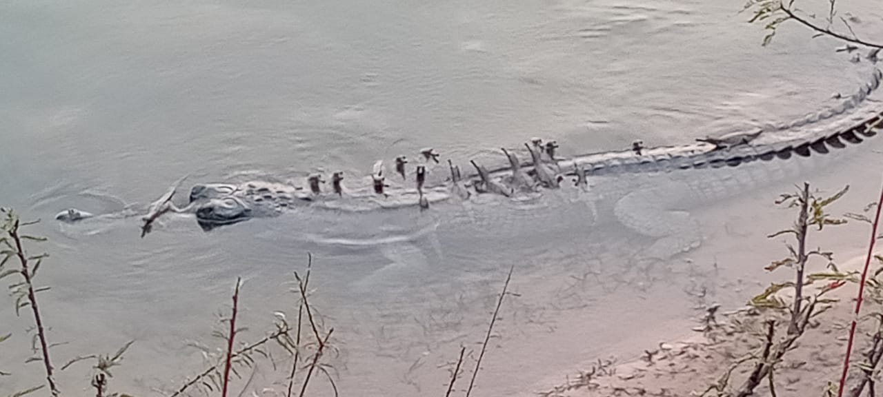 Gharial with babies