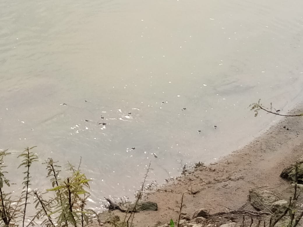 Gharial, Gharial babies