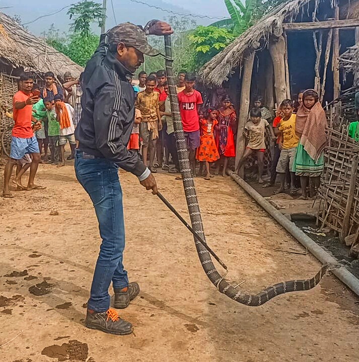 King cobra swallowed a python  Catching king cobra  ഒടിഷയില്‍ പെരുമ്പാമ്പിനെ വിഴുങ്ങിയ രാജവെമ്പാല  രാജവെമ്പാലയെ പിടികൂടി