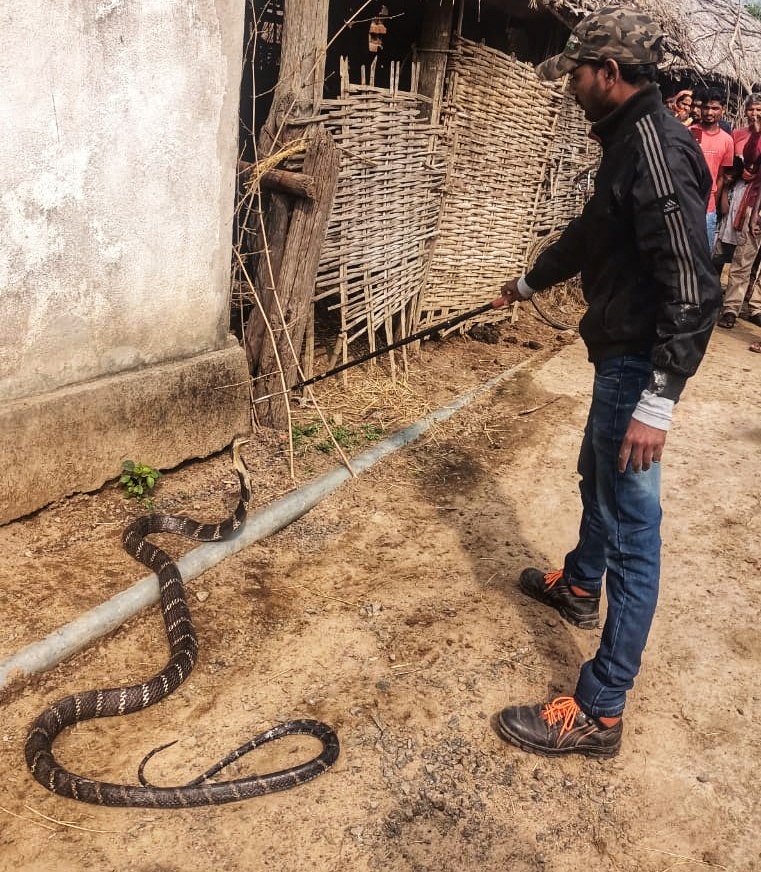 cobra swallowed a python