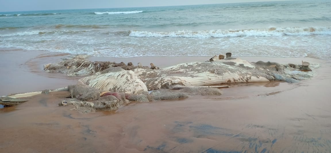 Whale fish deadbody found in beach