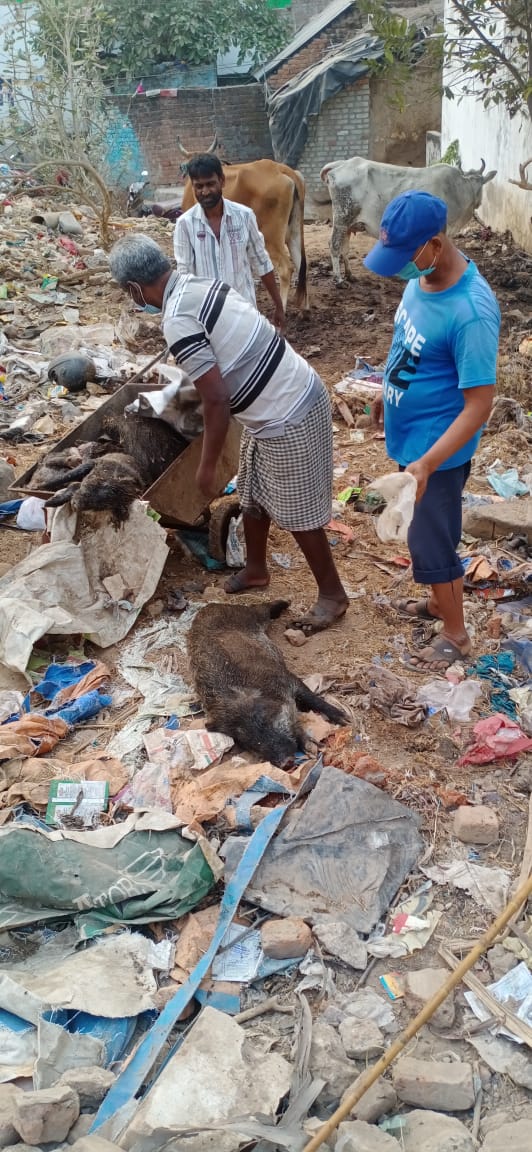 Mysterious Death Of Pigs Sparks Panic In Berhampur