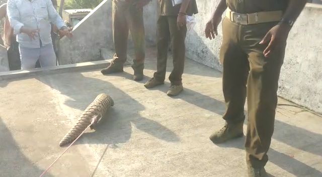 pangolin rescued from village in Ganjam