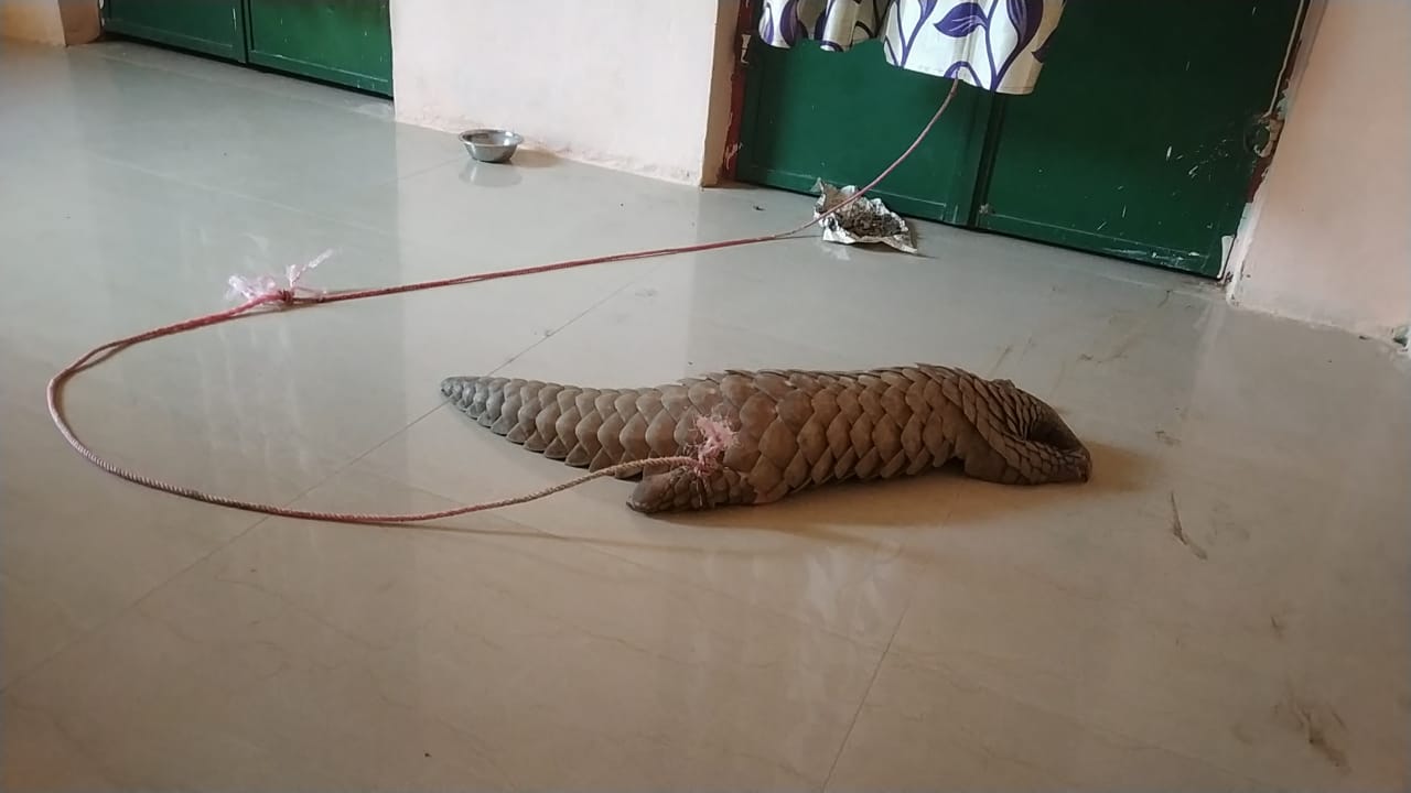 pangolin rescued from village in Ganjam