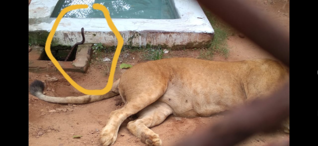 Lioness dies of snake bite in Nandankanan !