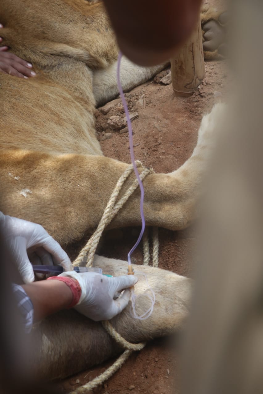 Lioness dies of snake bite in Nandankanan !