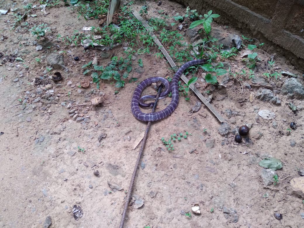 Lioness dies of snake bite in Nandankanan !