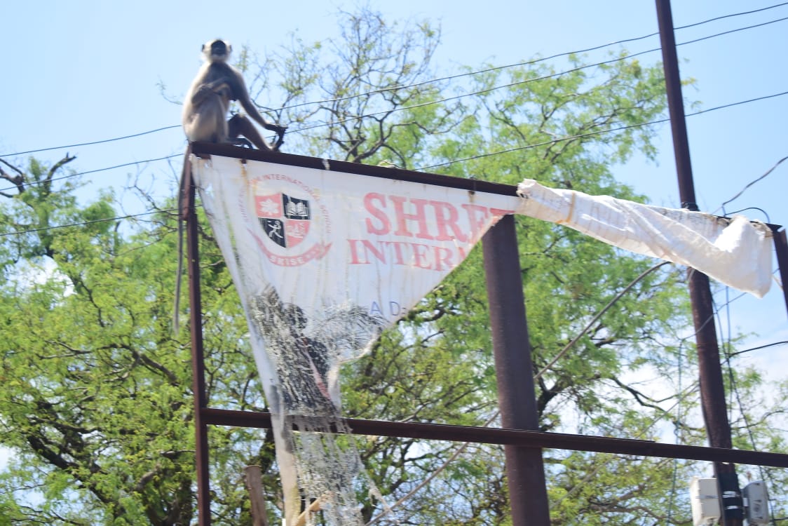 Mother's affection;  mother monkey hugged injured baby monnkey