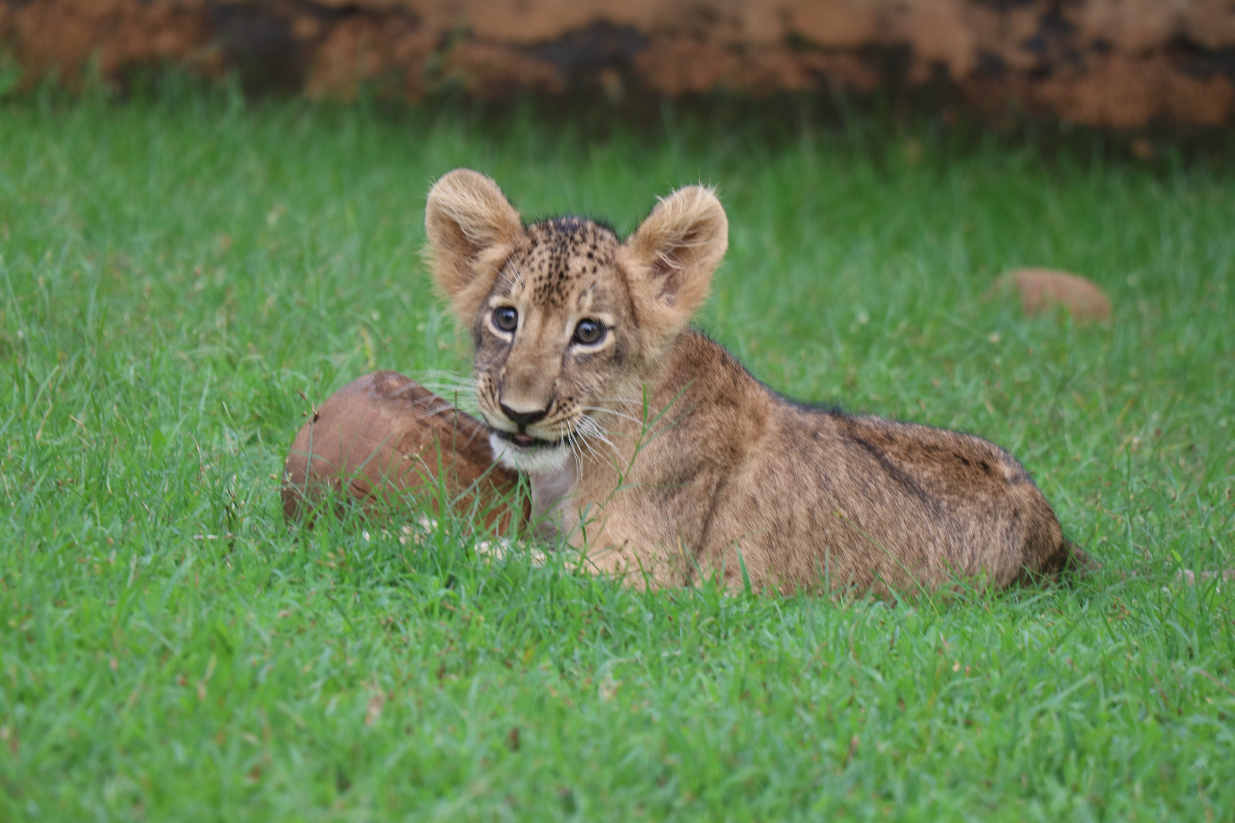 Lion Cub At Nandankanan Zoo