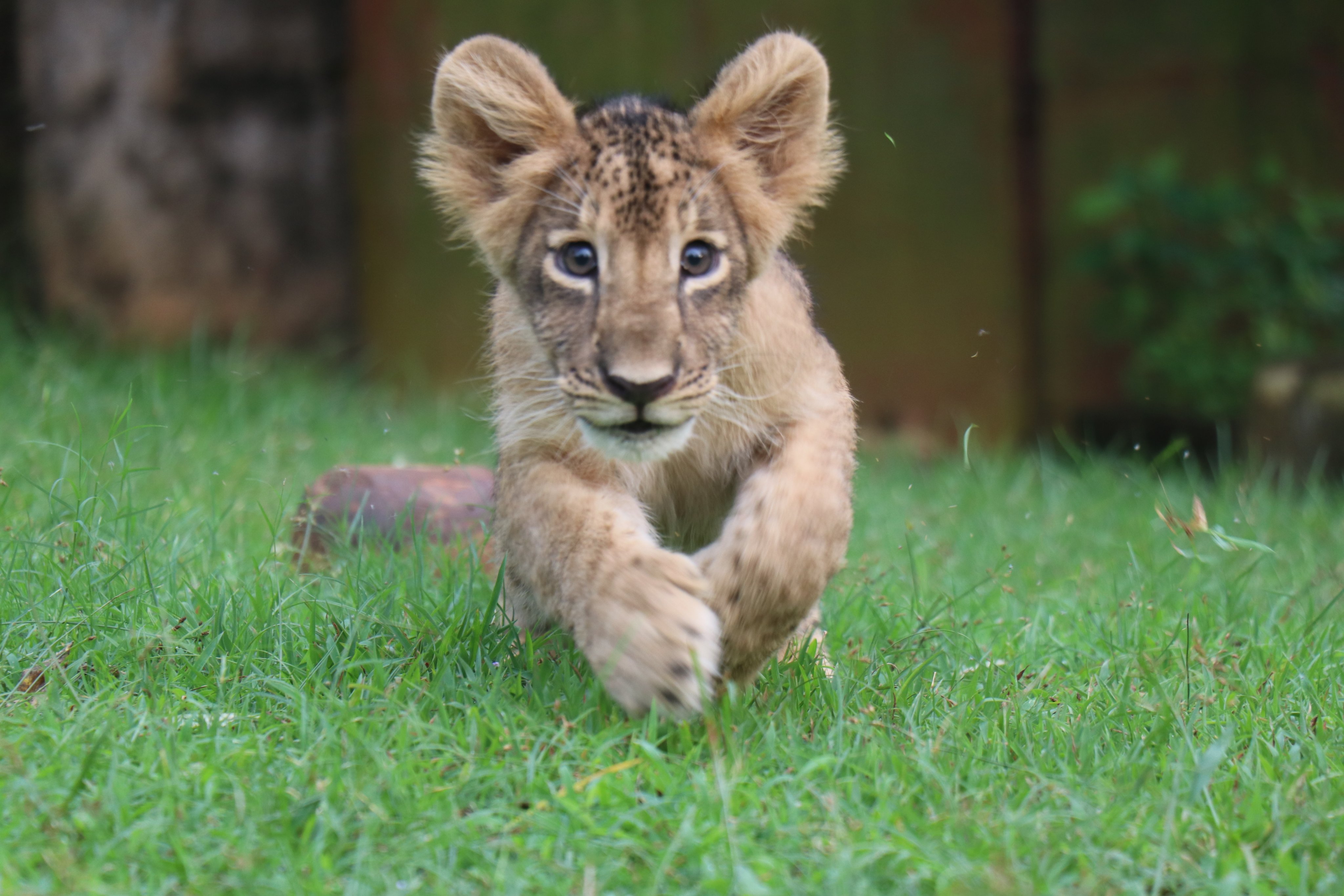 Lion Cub At Nandankanan Zoo