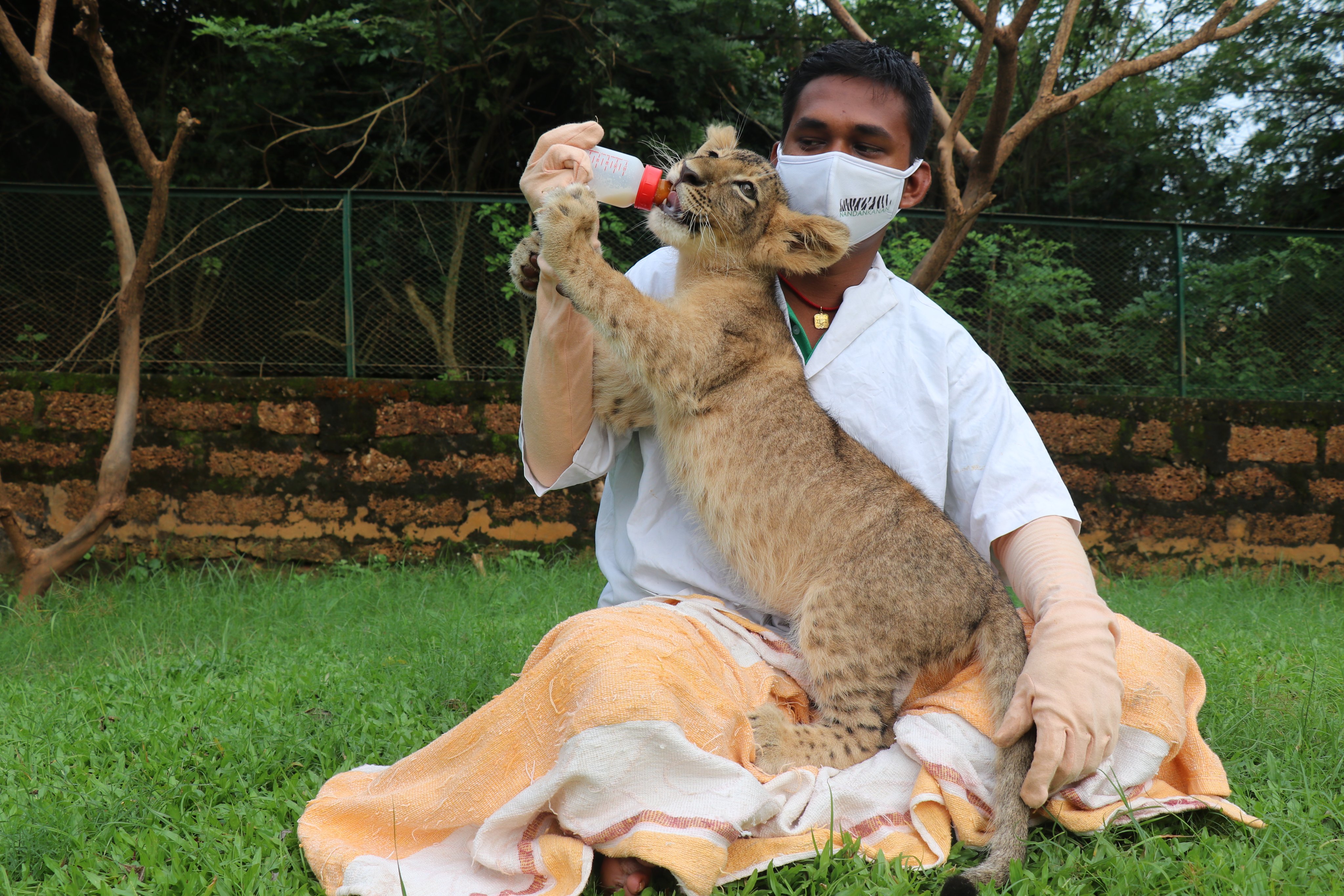 Lion Cub At Nandankanan Zoo