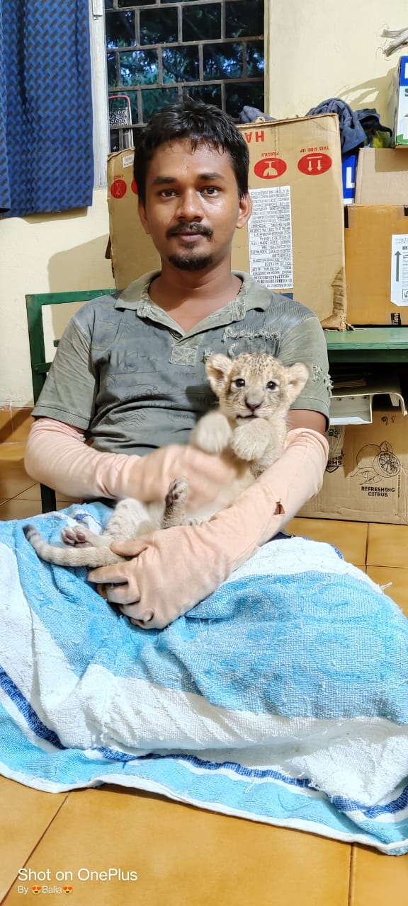 Lion Cub At Nandankanan Zoo