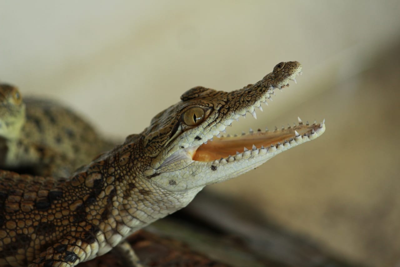 9 anaconda and 3 crocodile comes to nandankanan