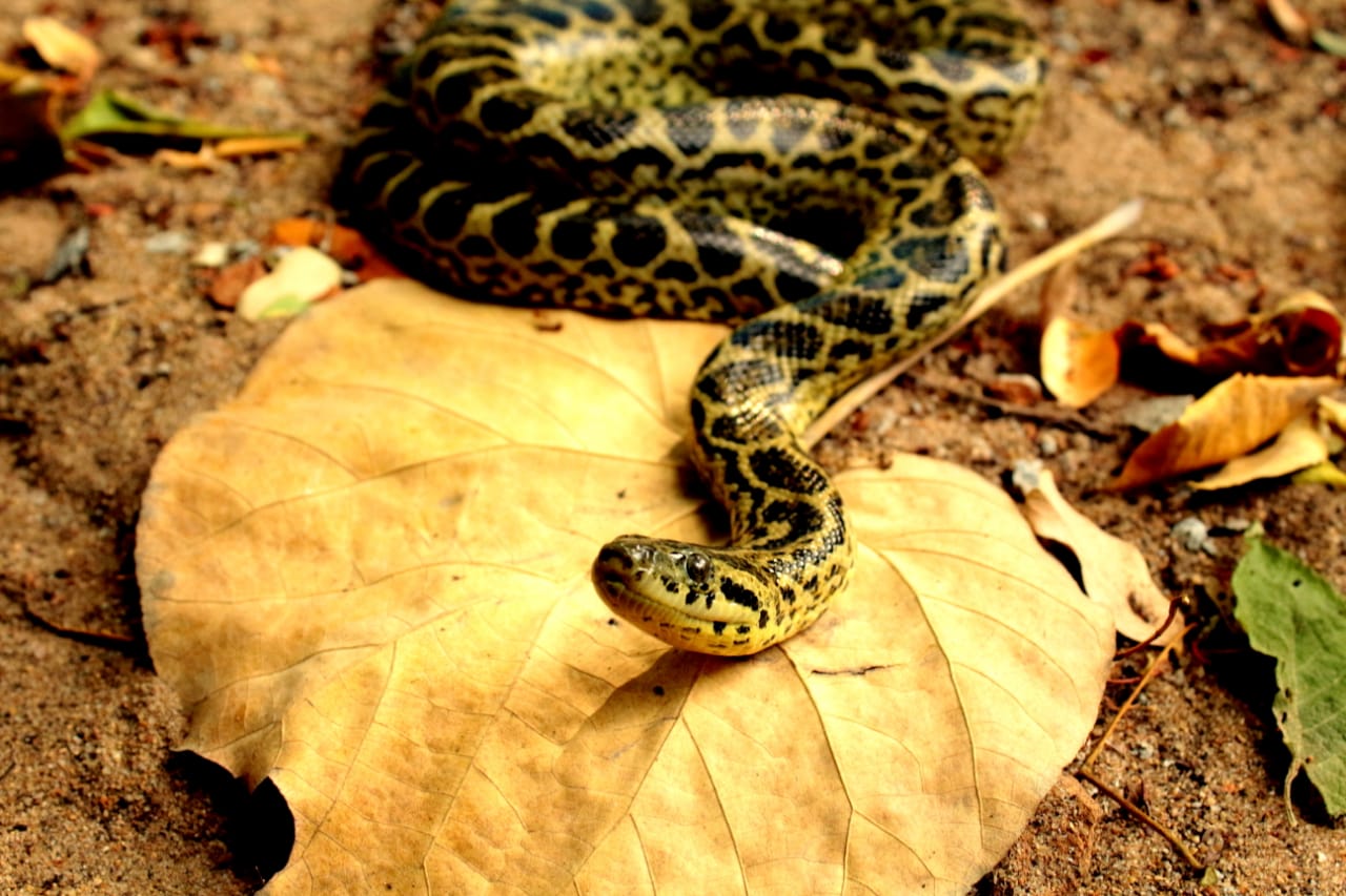 9 anaconda and 3 crocodile comes to nandankanan