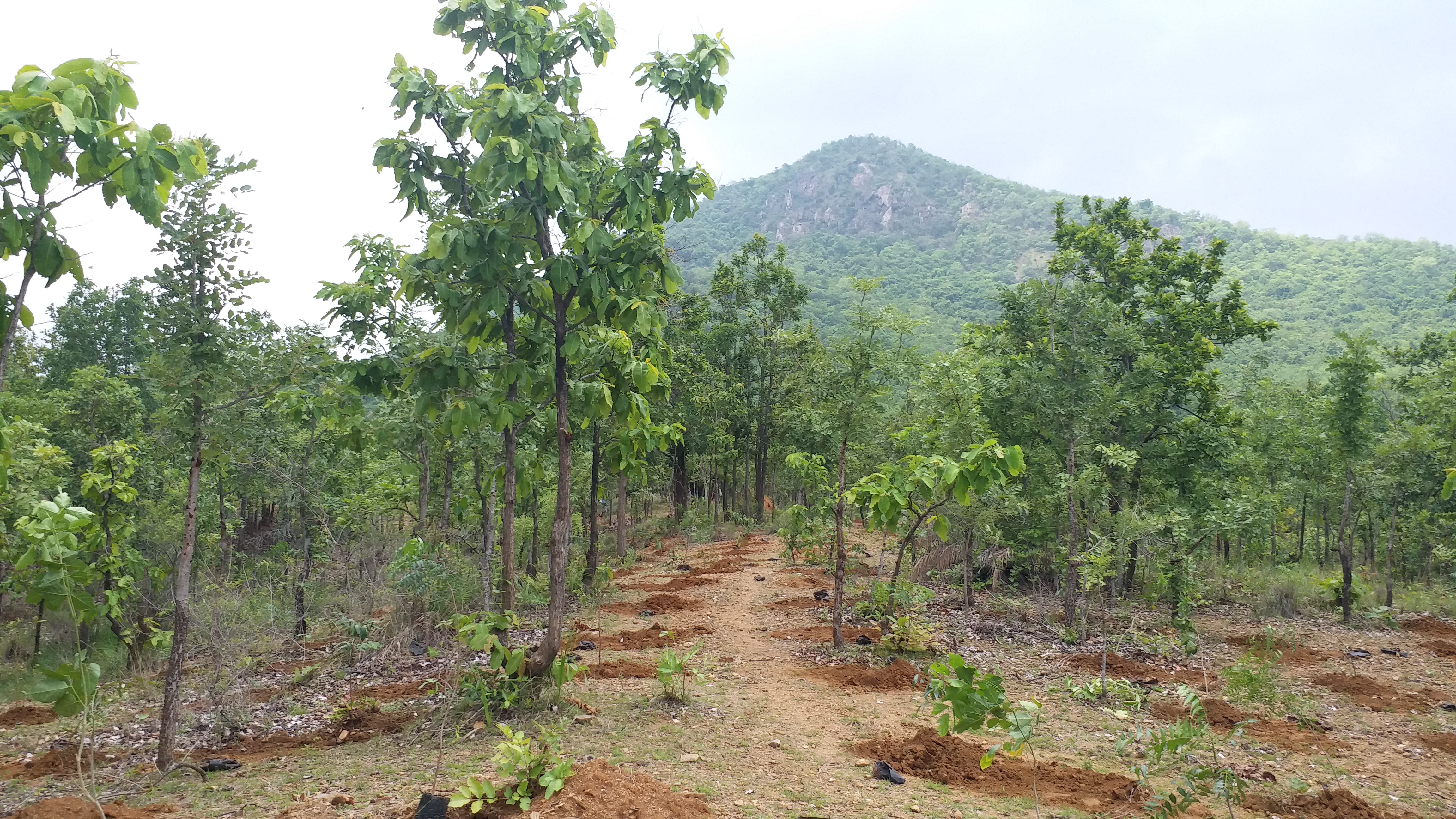 ଜଙ୍ଗଲ ବିଭାଗର ଜଙ୍ଗଲୀ ନୀତି, ଫେଲ୍ ମାରୁଛି ପଥପ୍ରାନ୍ତ ବନୀକରଣ