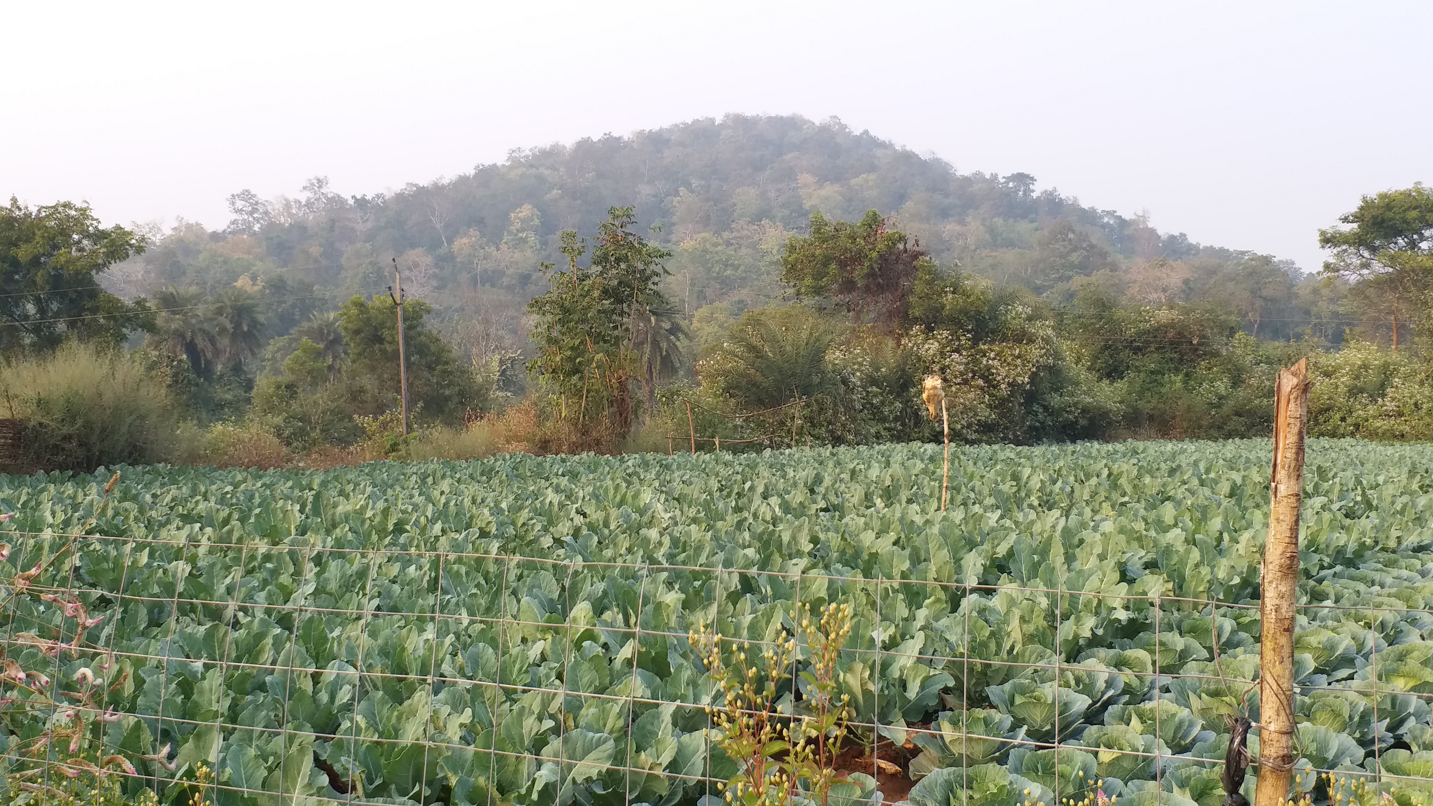 ପନିପରିବା ଚାଷ ଦେଇଛି ମାର୍ଦ୍ଦିଙ୍ଗ ଗାଁକୁ ଭିନ୍ନ ପରିଚୟ