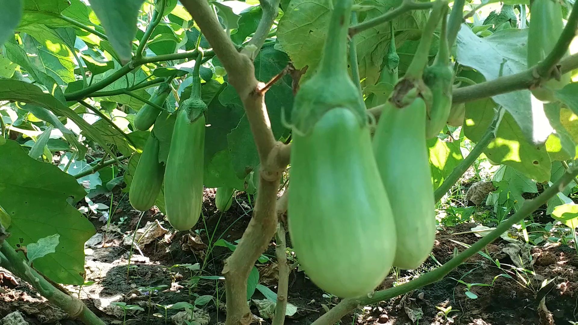 Despite selling at inflated prices in market, original brinjal farmers didn't get fair price