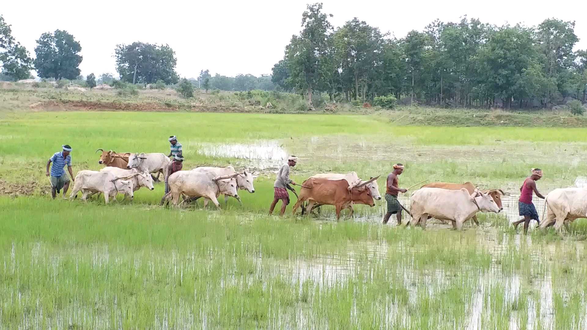 ଦେବଗଡ଼ ଜିଲ୍ଲାରେ ସ୍ୱଳ୍ପ ବୃଷ୍ଟିପାତ, ଚିନ୍ତାରେ ଚାଷୀ