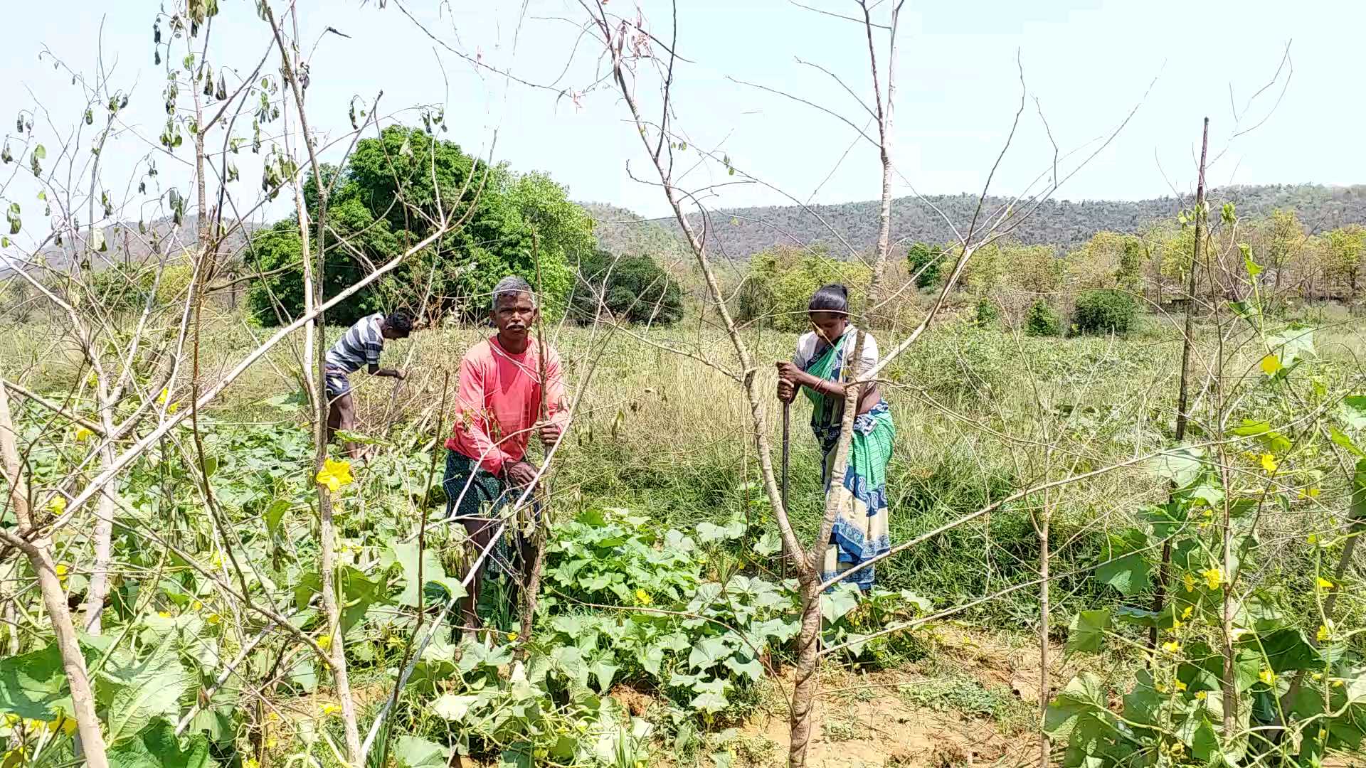 Lockdown impact in vegetables farmers