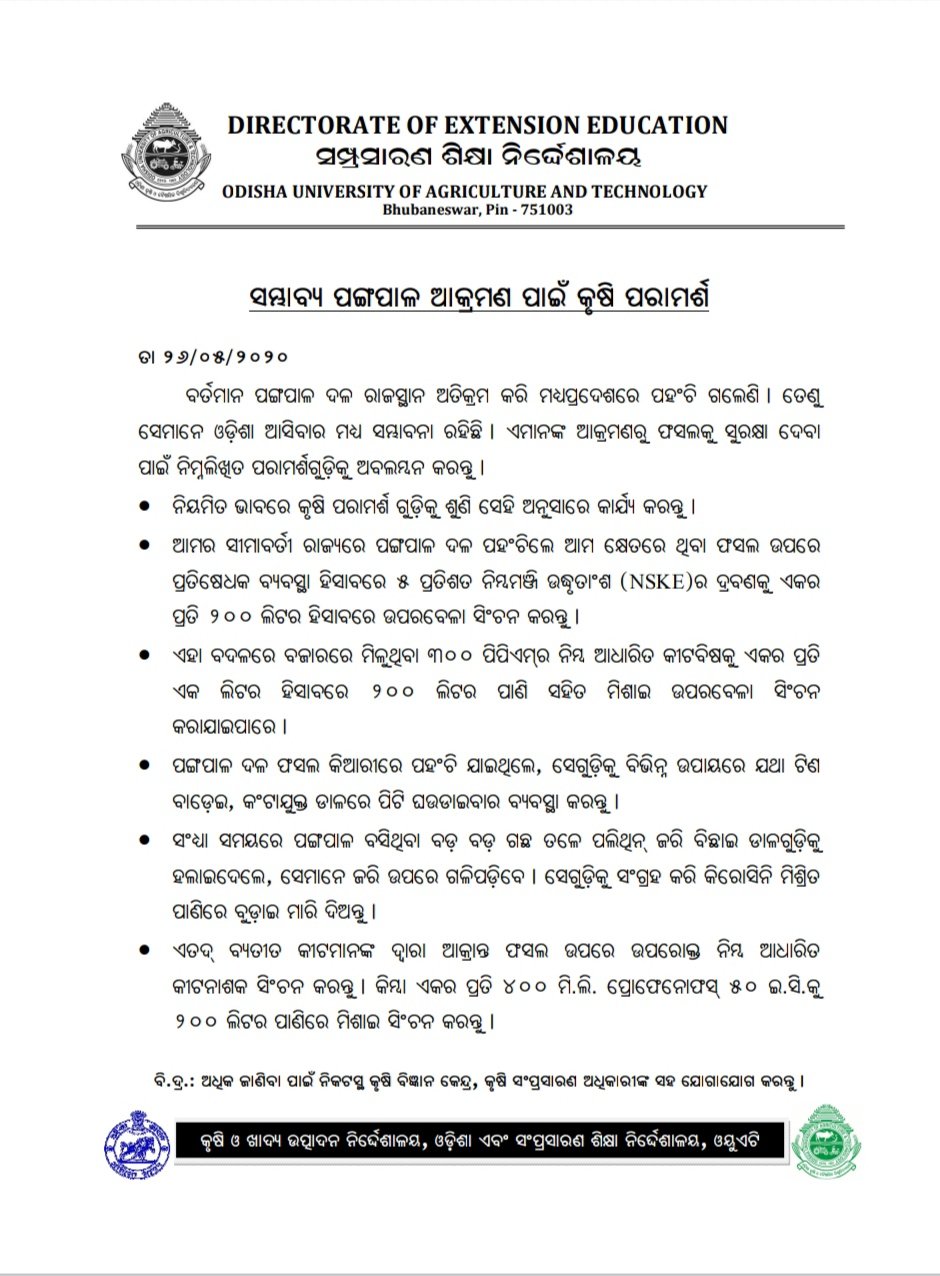 locust reached in chhatisgarh, may reach odisha soon, ଛତିଶଗଡ ପହଁଞ୍ଚିଲେ ପଙ୍ଗପାଳ, ପଶ୍ଚିମ ଓଡ଼ିଶାକୁ ବିପଦ, ଝାରସୁଗୁଡ଼ା ଖବର, jharsuguda news