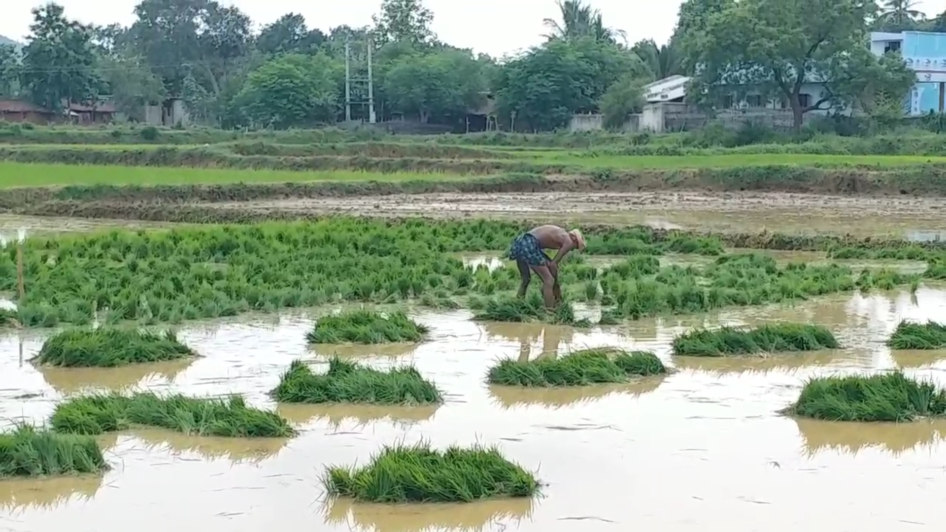 Kalahandi farmers are worried about seeds