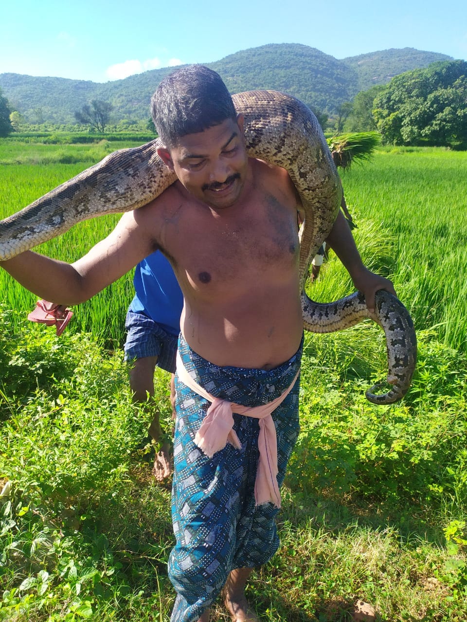 ଅଜଗରକୁ ଉଦ୍ଧାର ସମୟରେ ପେଟରୁ ବାହାରିଲା ବଣଭୁଆ