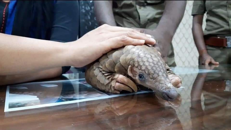 Pangolin rescued from a quarantine facility in Athagarh area in Cuttack