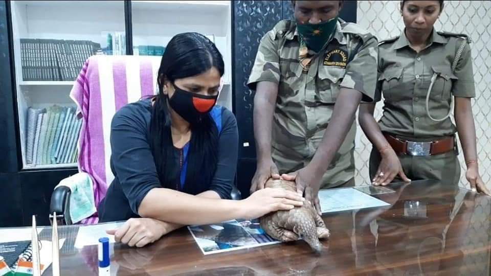 Pangolin rescued from quarantine centre in Odisha