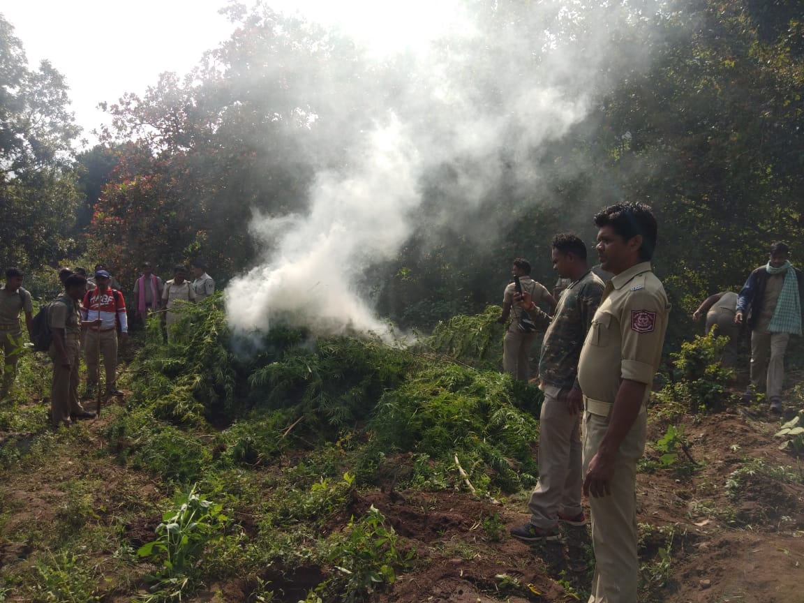 A joint team destroyed cannabis in rayagada