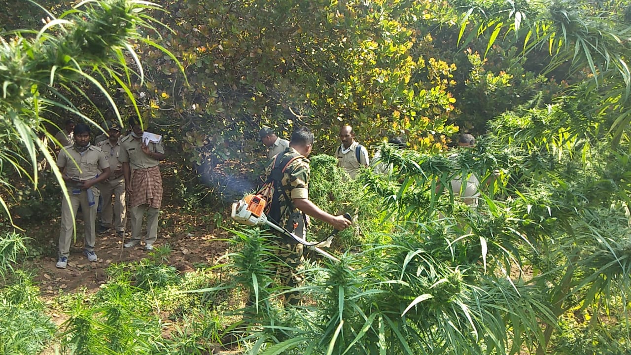 A joint team destroyed cannabis in rayagada