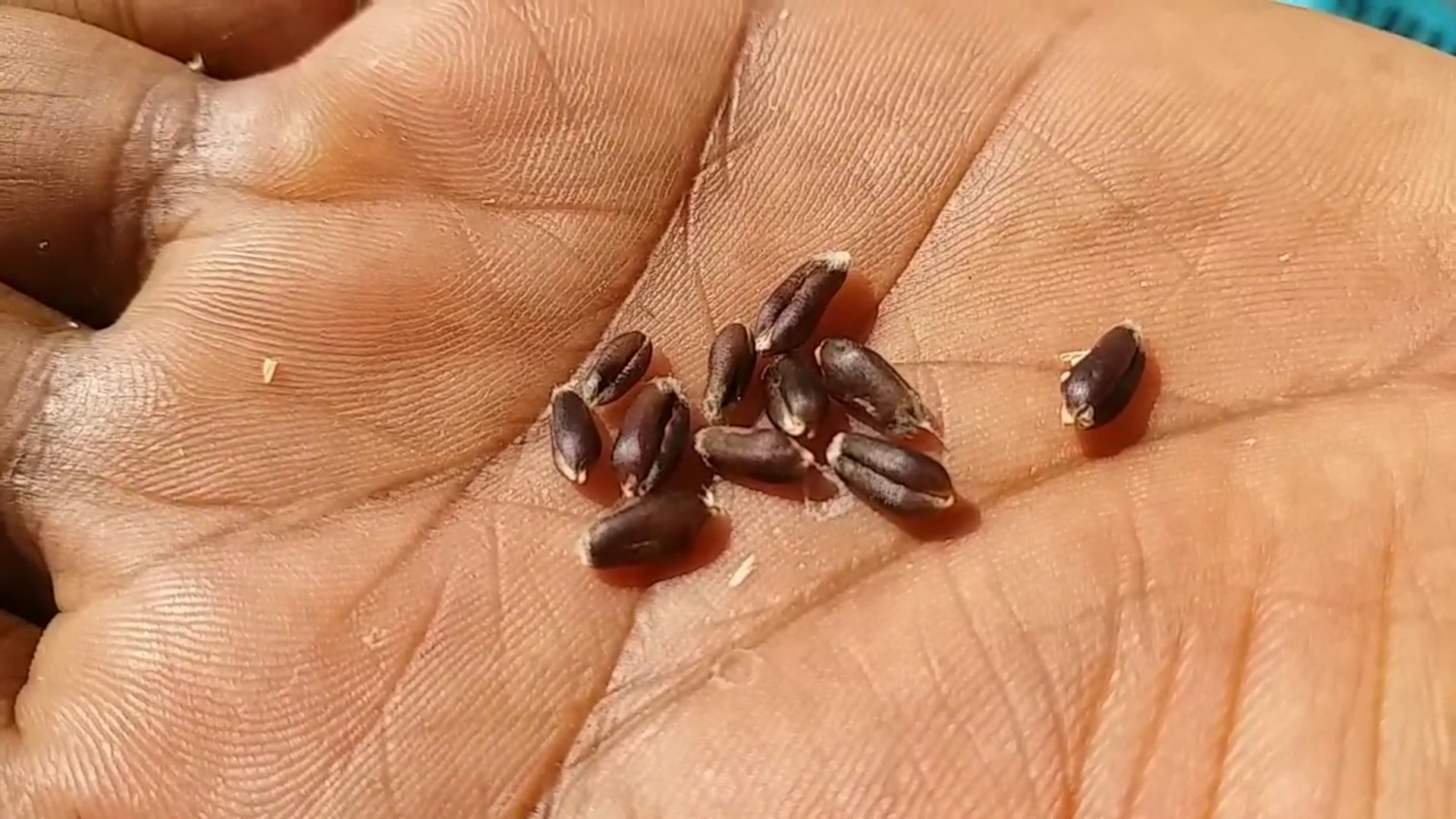 Black wheat seeds