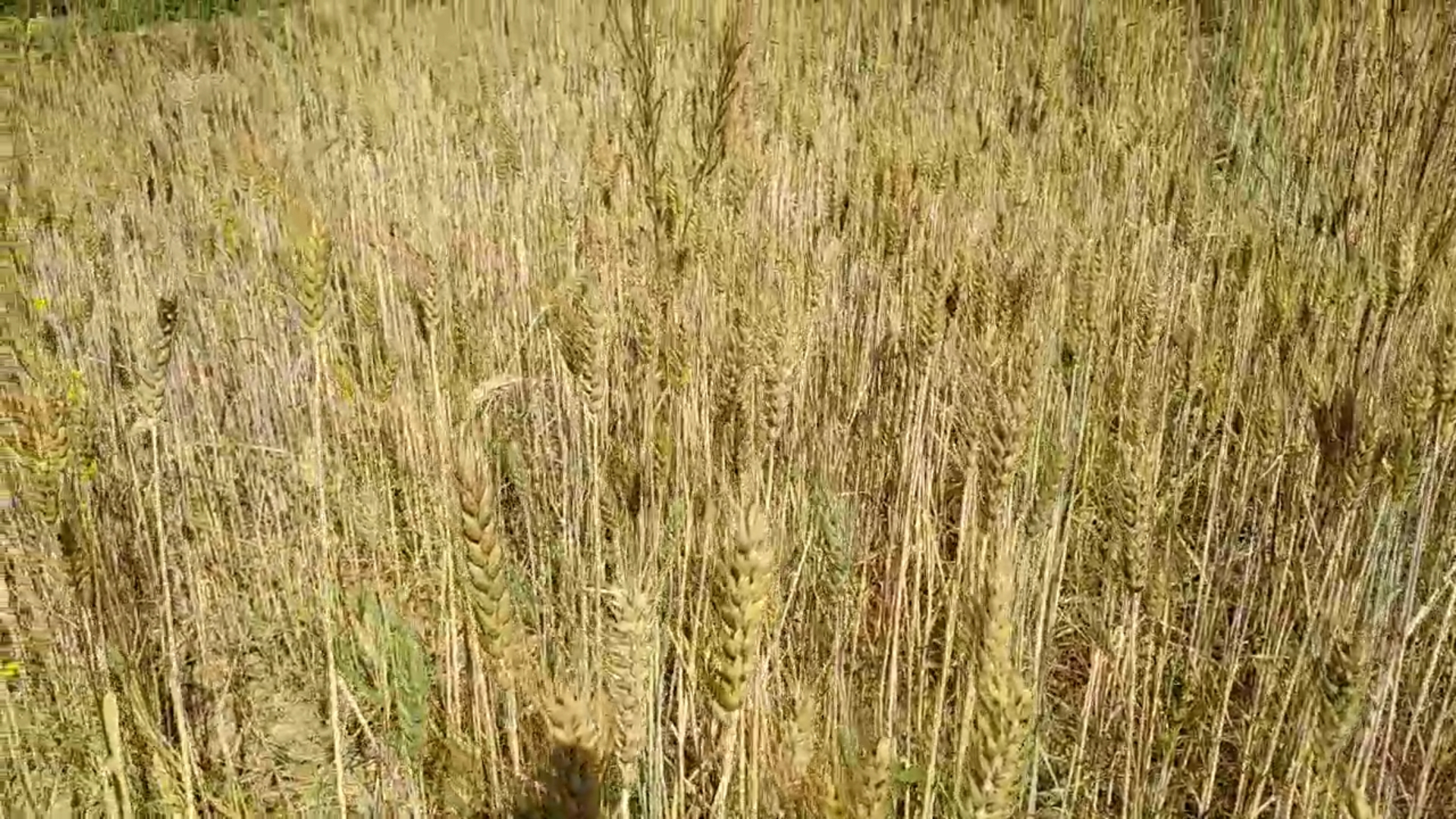 Black wheat during harvest time